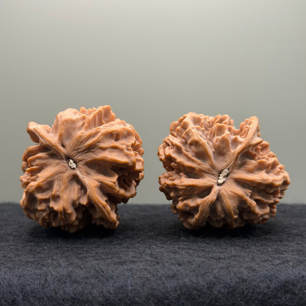 Champion Crown Official Hat Wenwan Walnut
