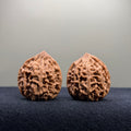 Bison Wenwan Walnut · 31mm · Natural · Select Ritual
