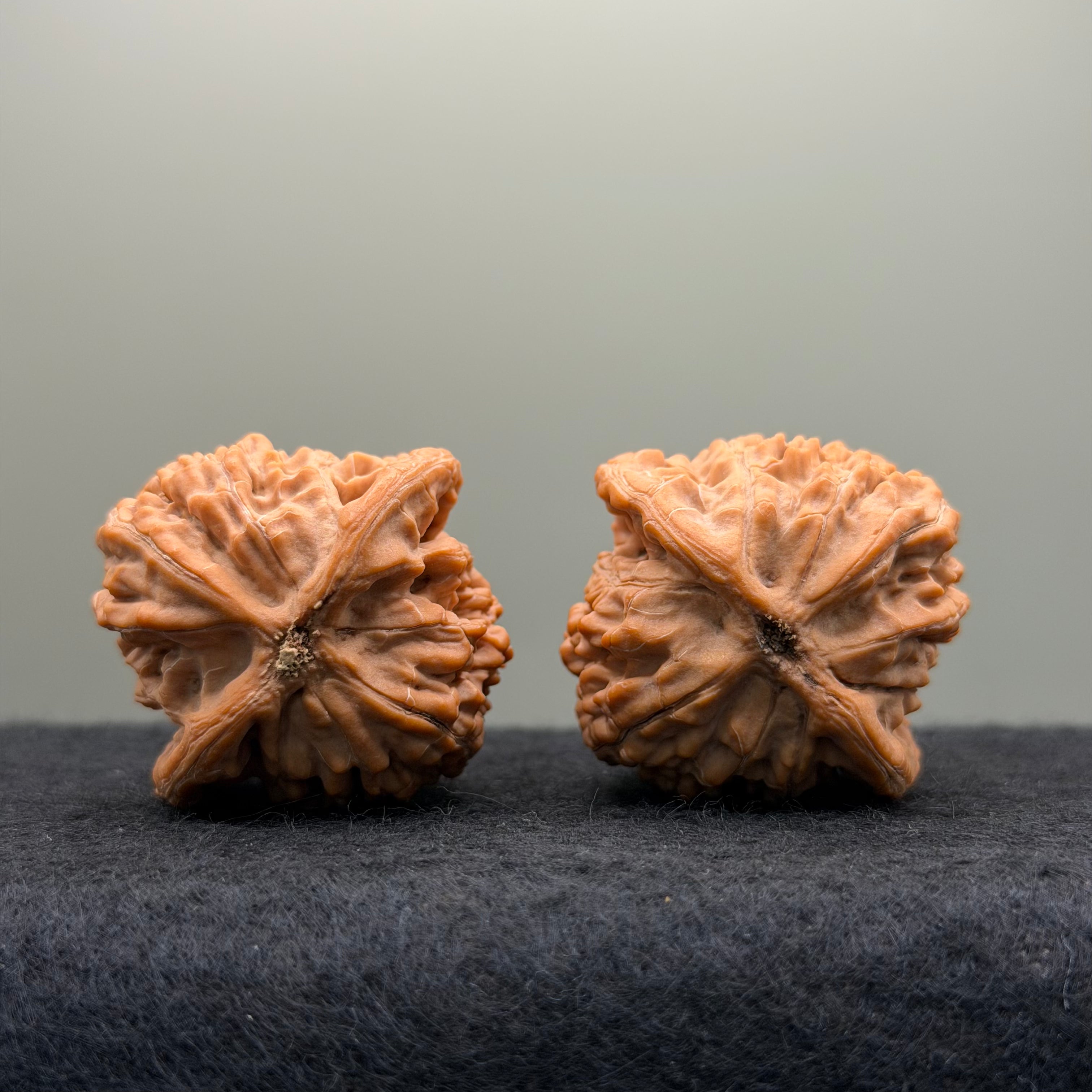 Moon Gazing Lion Head Wenwan Walnut