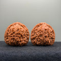 Nanjiang Stone Lion Head Wenwan Walnut