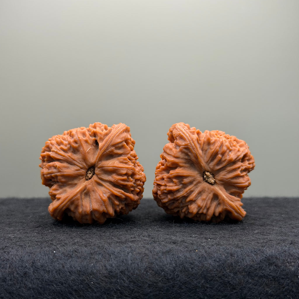 Nanjiang Stone Lion Head Wenwan Walnut
