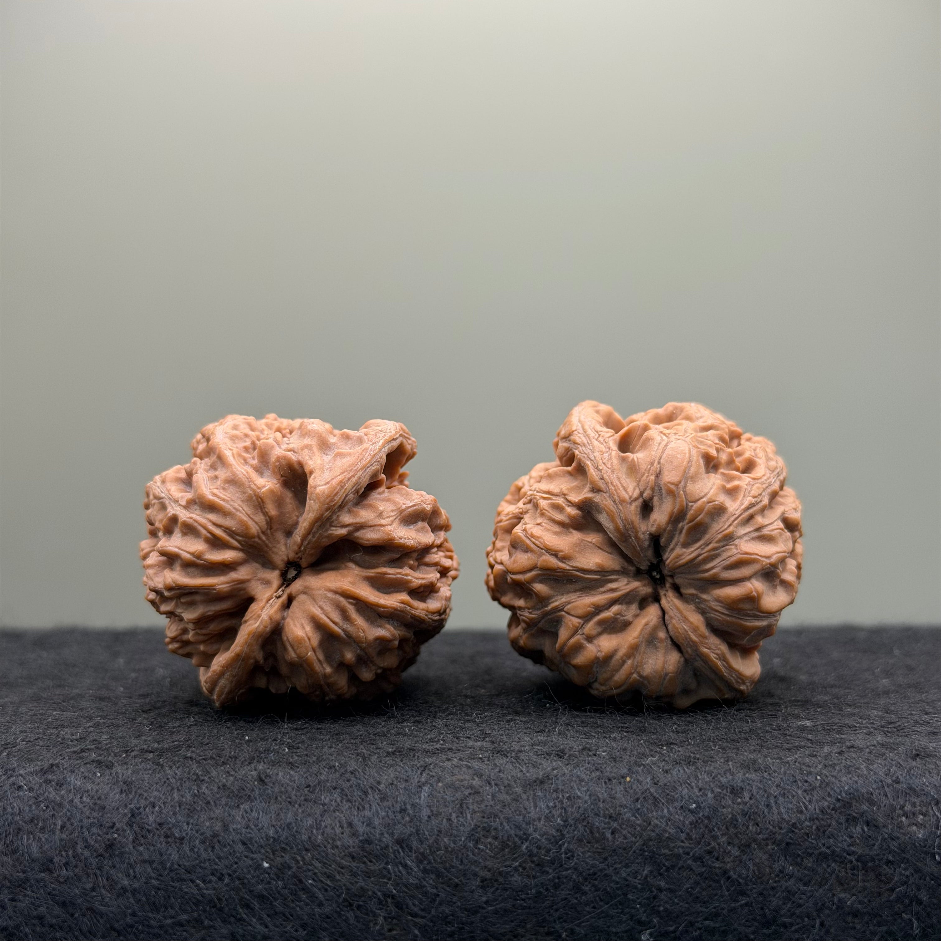 Northwest General Shoulder Wenwan Walnut