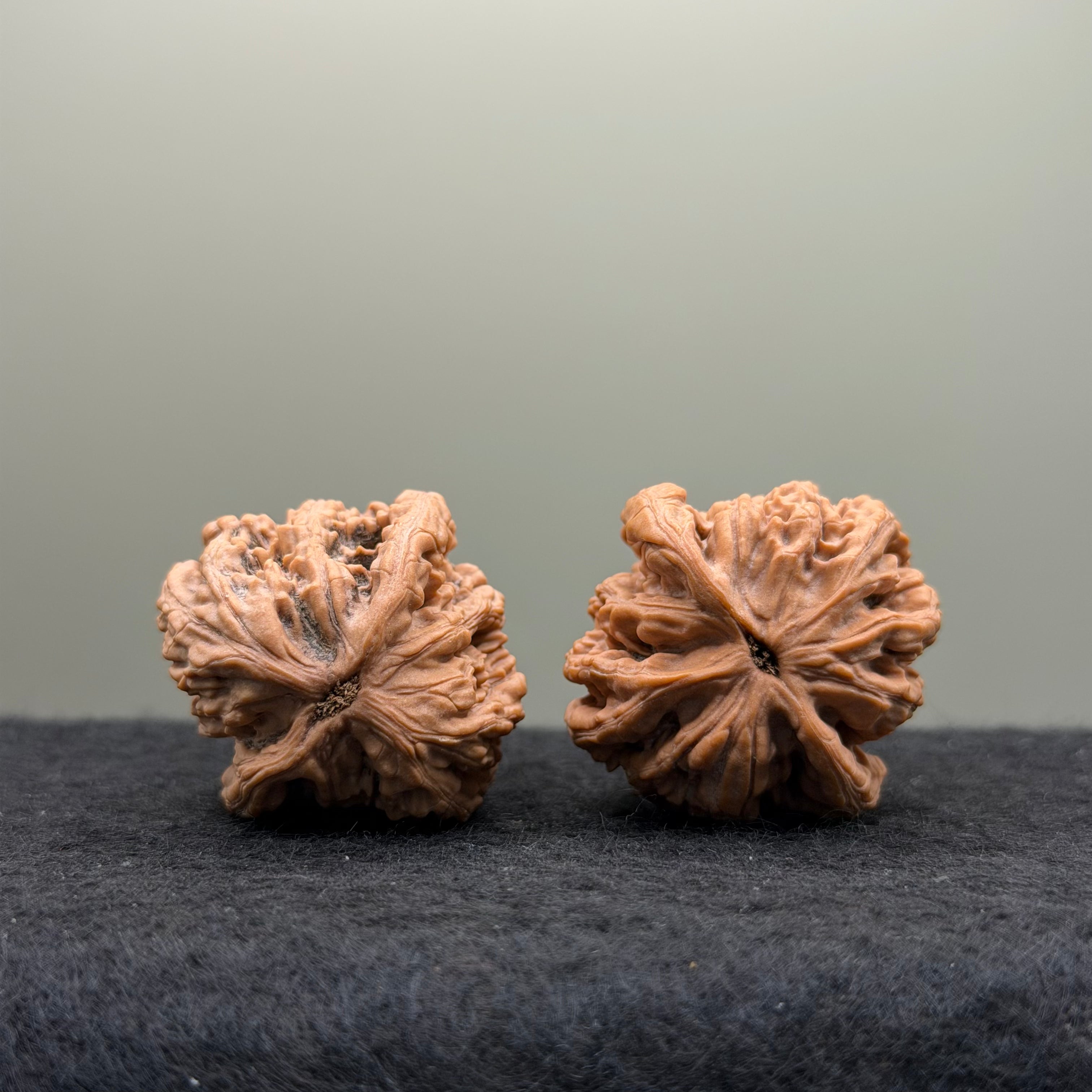 Wheat Ear Tiger Head Wenwan Walnut