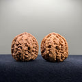 Bold Ridge Wenwan Walnut · 36mm · Natural · Premium Ritual