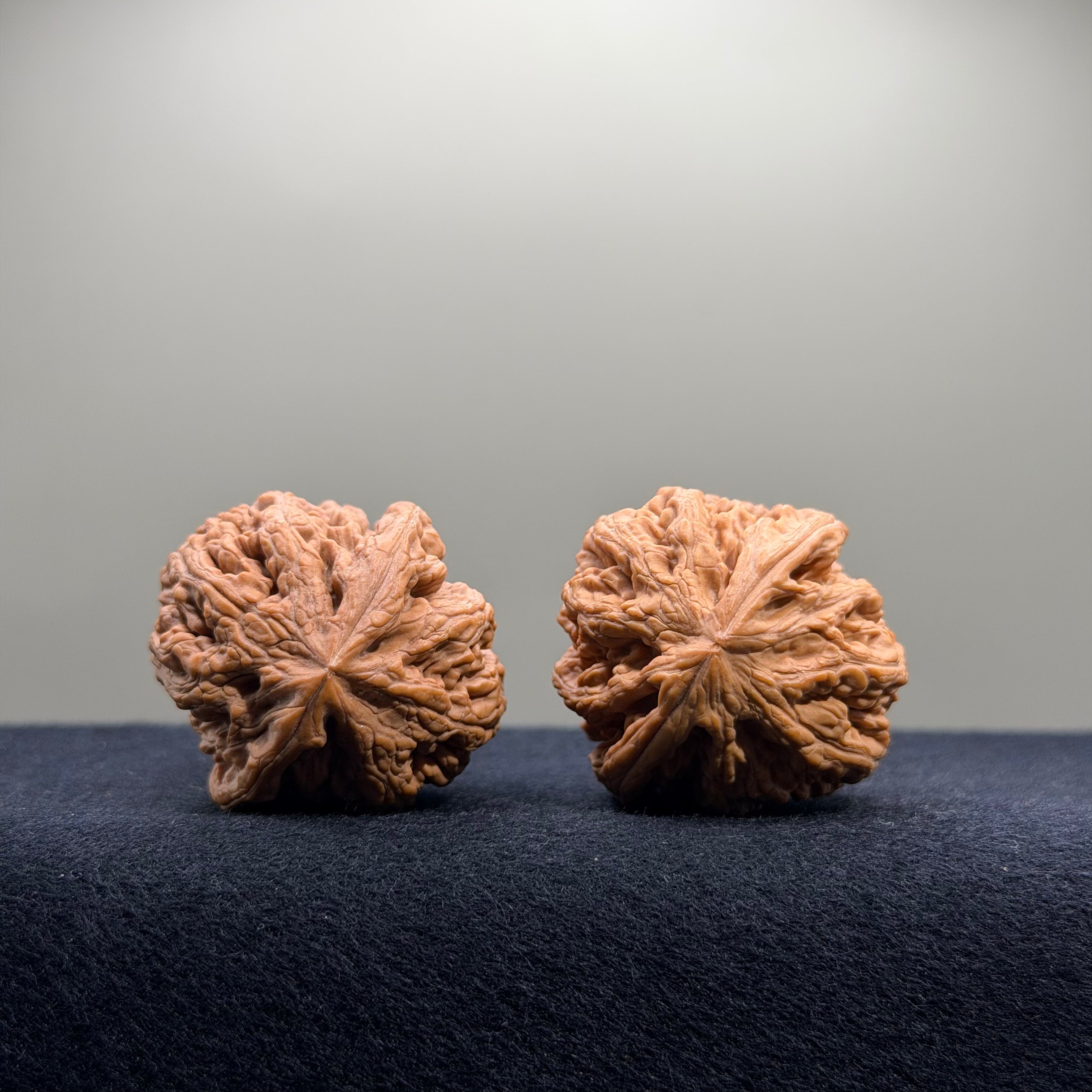 Bold Ridge Wenwan Walnut · 36mm · Natural · Premium Ritual