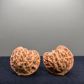 Panshan Two-Ridge Wenwan Walnut · 40mm · Natural · Select Ritual
