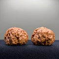 Toad Head Wenwan Walnut · 41mm · Entry Ritual