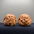Toad Head Wenwan Walnut · 39mm · Entry Ritual