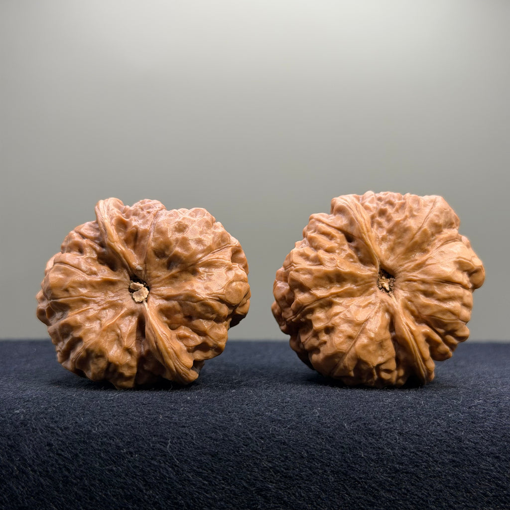 Toad Head Wenwan Walnut · 39mm · Entry Ritual