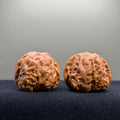 Toad Head Wenwan Walnut · 38mm · Entry Ritual
