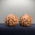 Coiled Dragon Tiger Head Wenwan Walnut · 42/41mm · Natural · Entry Ritual