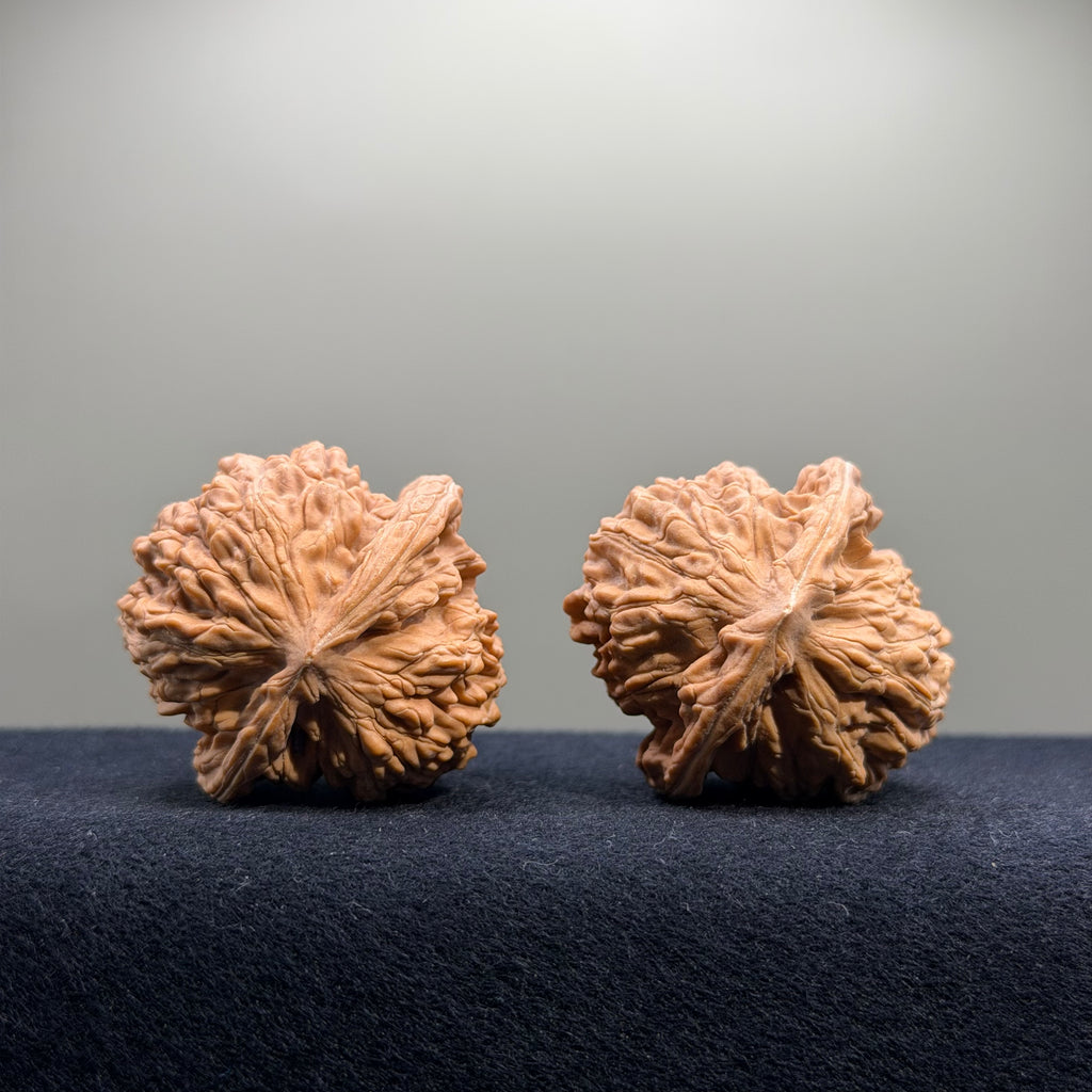Coiled Dragon Tiger Head Wenwan Walnut · 42/41mm · Natural · Entry Ritual