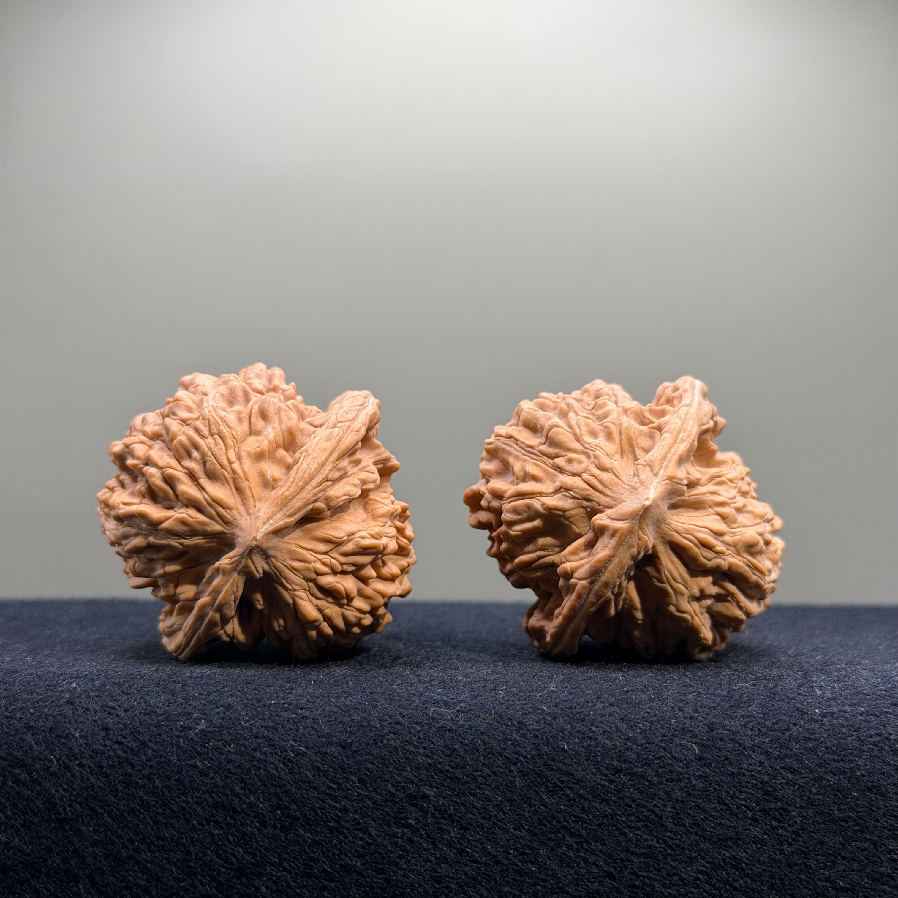 Coiled Dragon Tiger Head Wenwan Walnut · 42/41mm · Natural · Entry Ritual