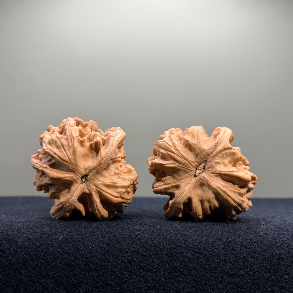 Coiled Dragon Tiger Head Wenwan Walnut · 42/41mm · Natural · Entry Ritual