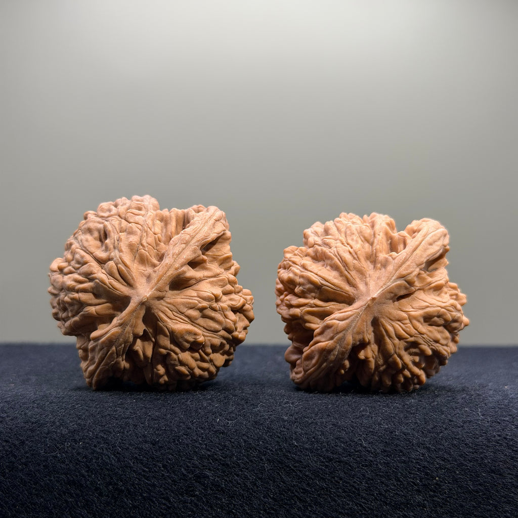 Coiled Dragon Tiger Head Wenwan Walnut · 42mm · Natural · Entry Ritual