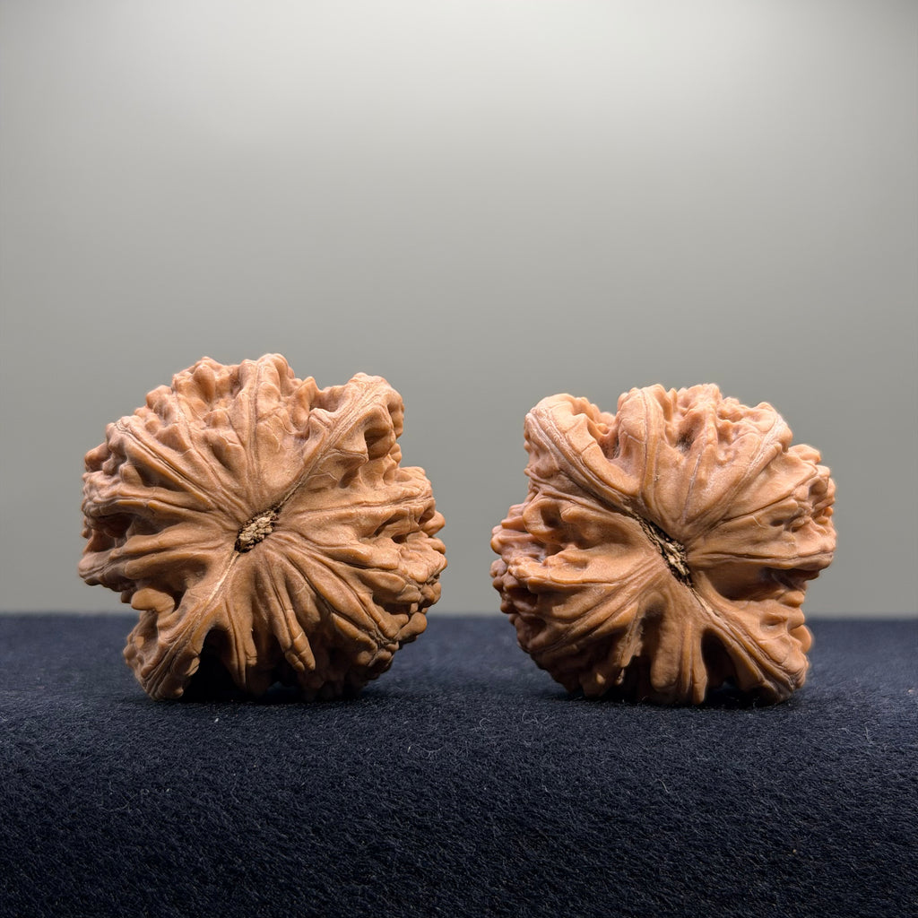 Coiled Dragon Tiger Head Wenwan Walnut · 42mm · Natural · Entry Ritual