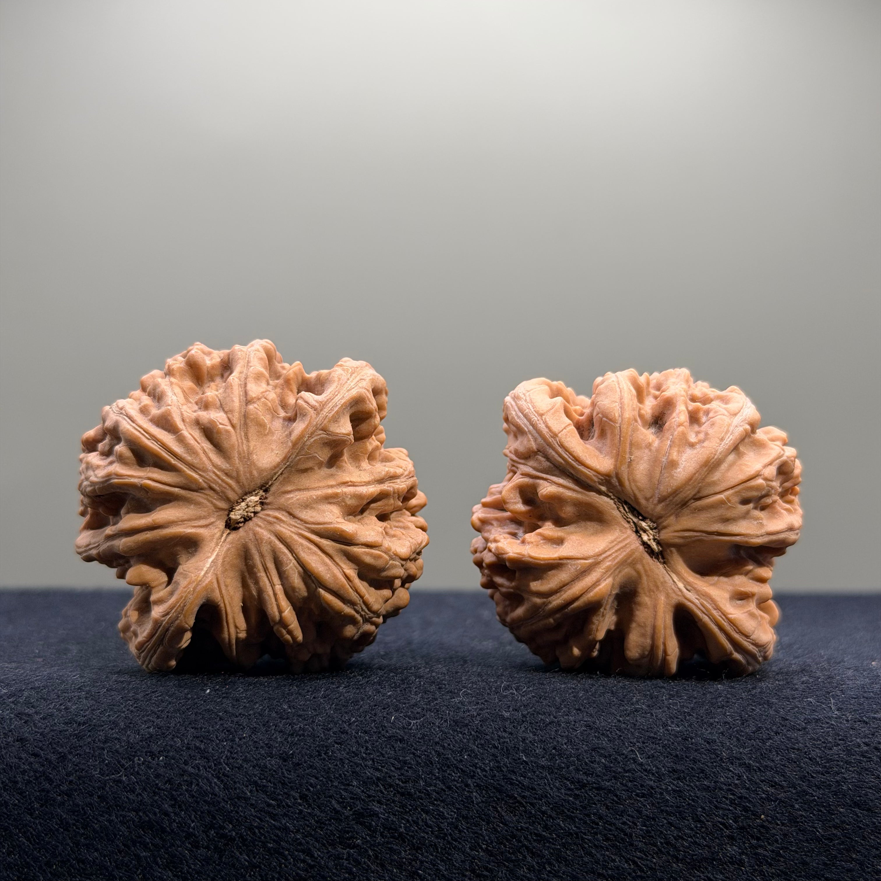 Coiled Dragon Tiger Head Wenwan Walnut · 42mm · Natural · Entry Ritual