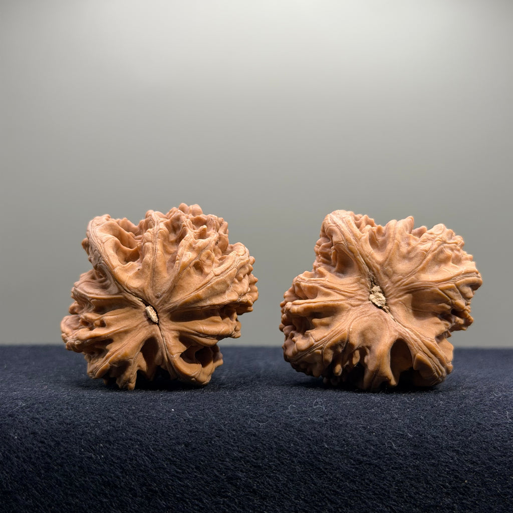 Coiled Dragon Tiger Head Wenwan Walnut · 40mm · Natural · Entry Ritual