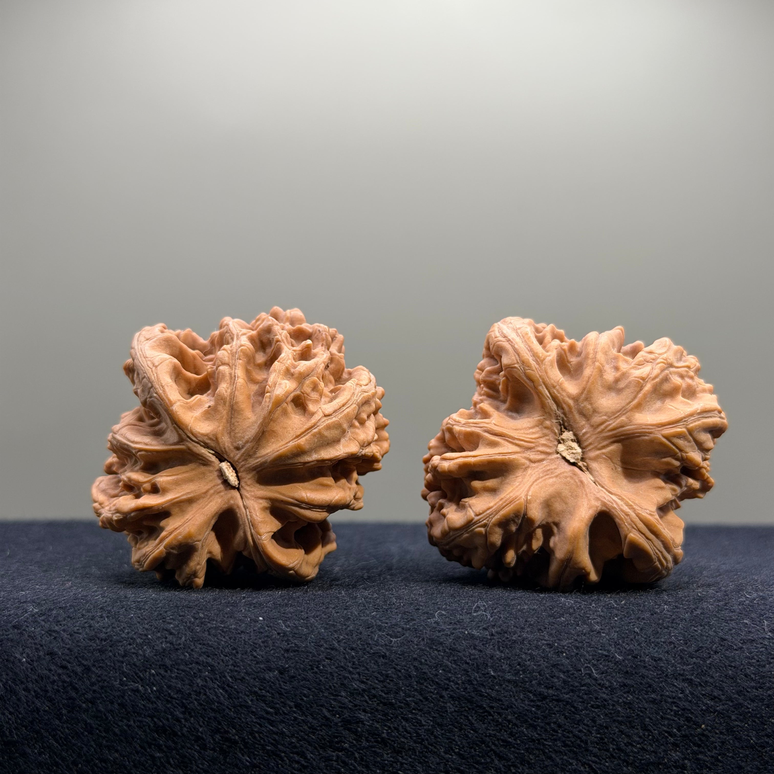 Coiled Dragon Tiger Head Wenwan Walnut · 40mm · Natural · Entry Ritual