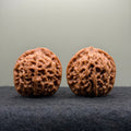 Snow Lion Head Wenwan Walnut