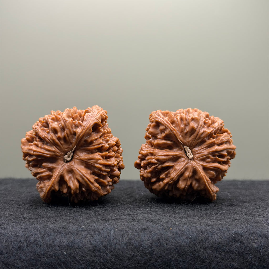 Starry Sky Lion Head Wenwan Walnut