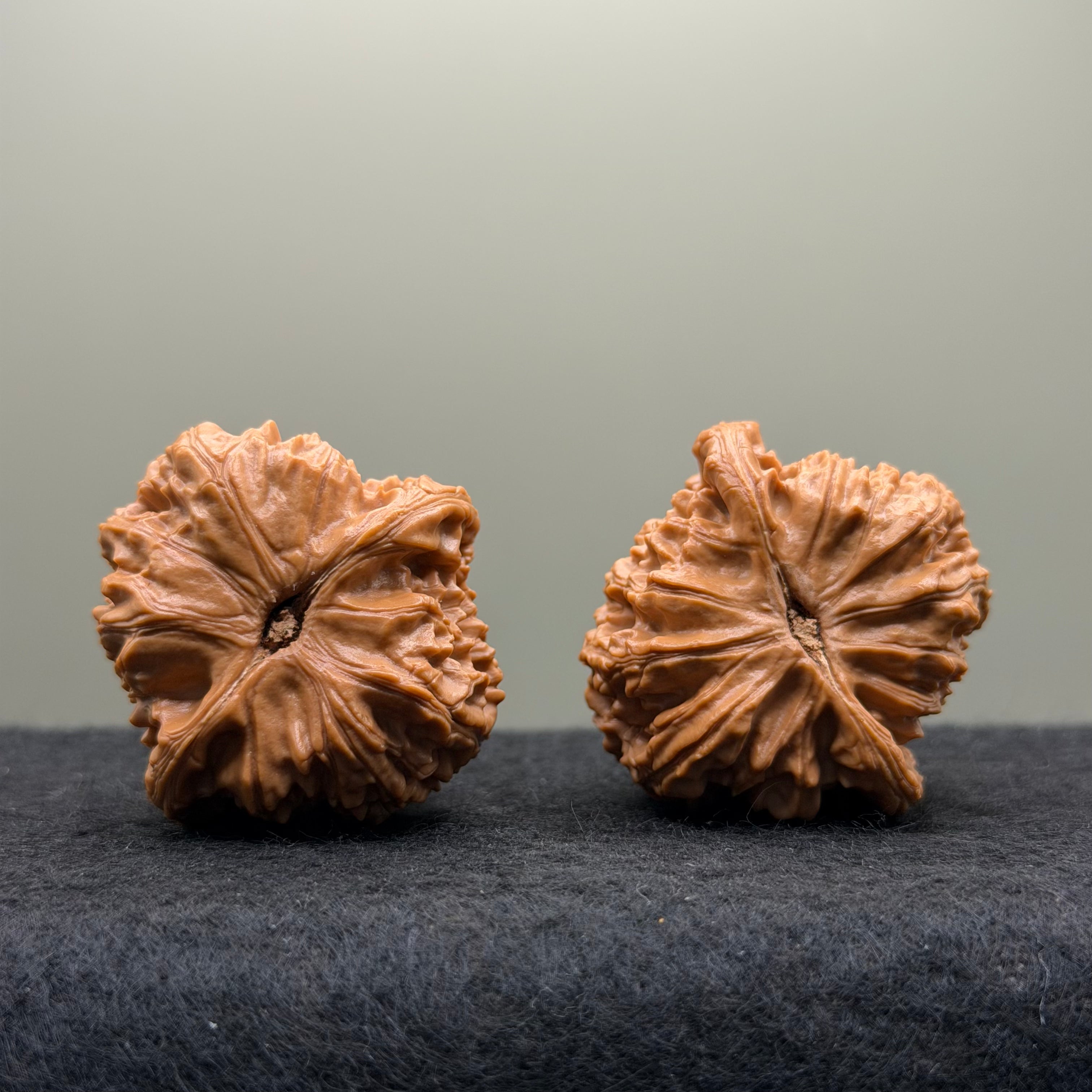 White Lion Head Wenwan Walnut