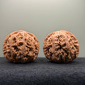 Thick Ribs Lion Head Wenwan Walnut