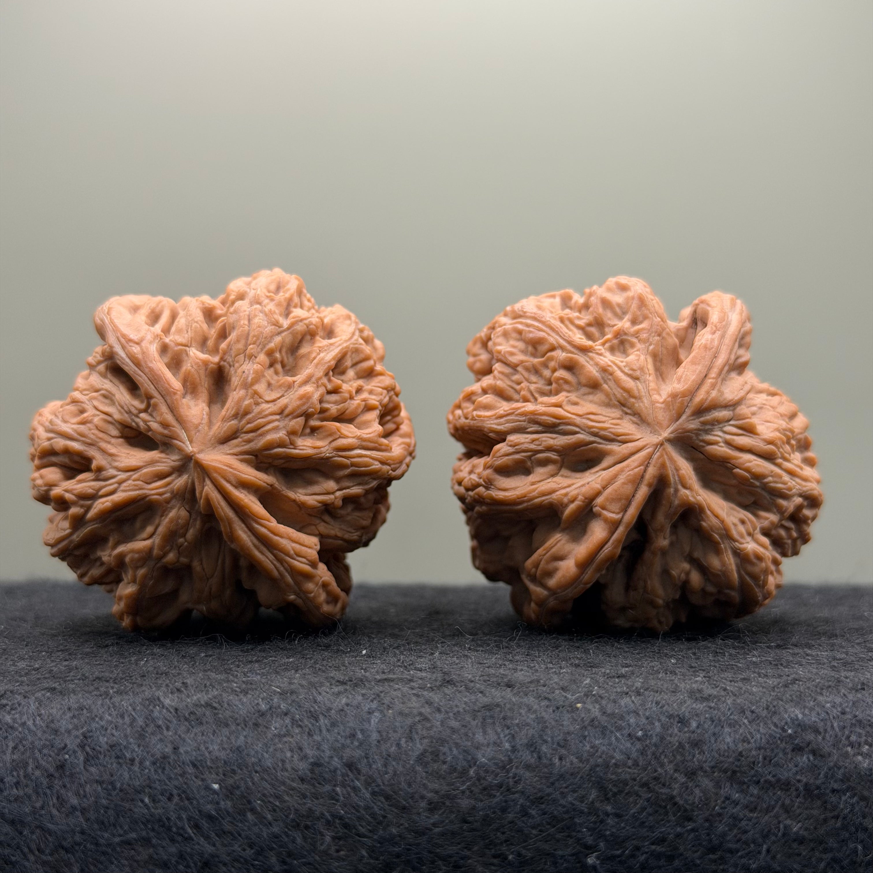 Thick Ribs Lion Head Wenwan Walnut