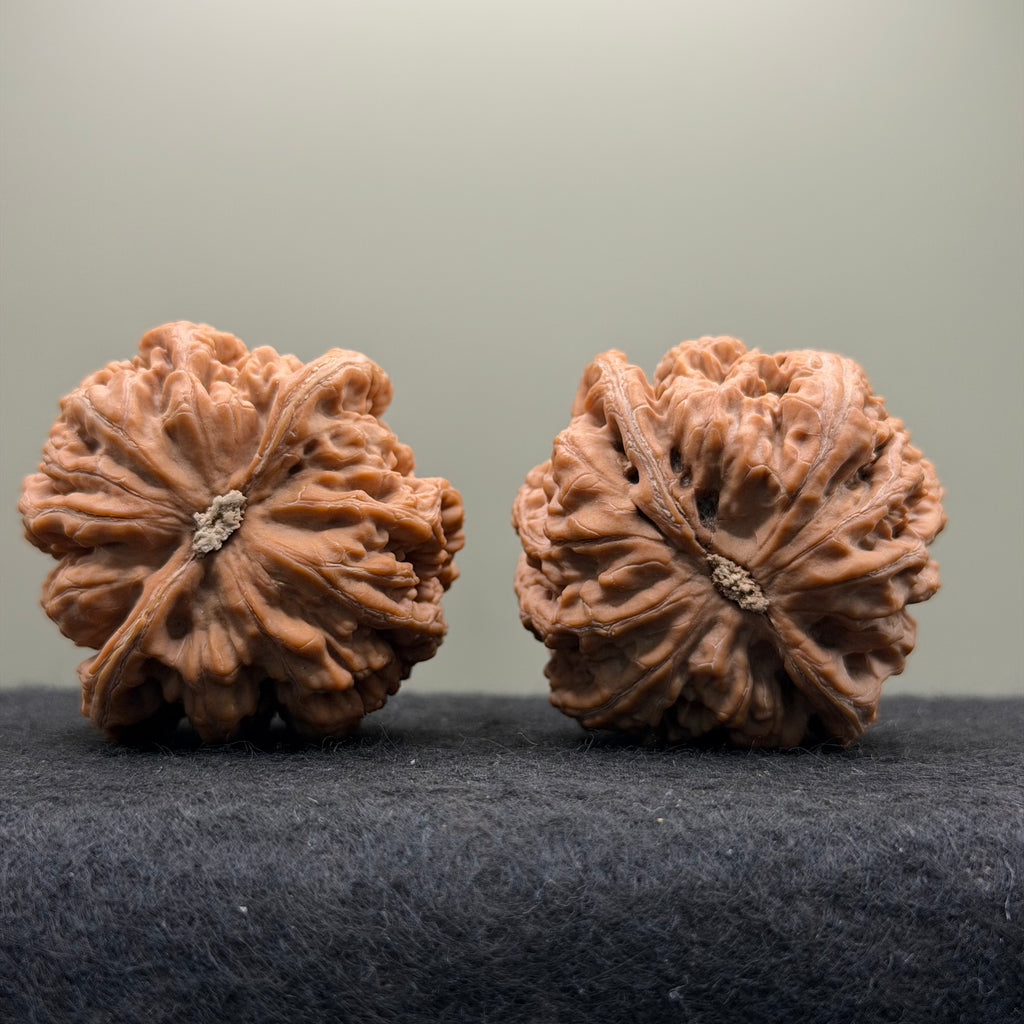 Thick Ribs Lion Head Wenwan Walnut