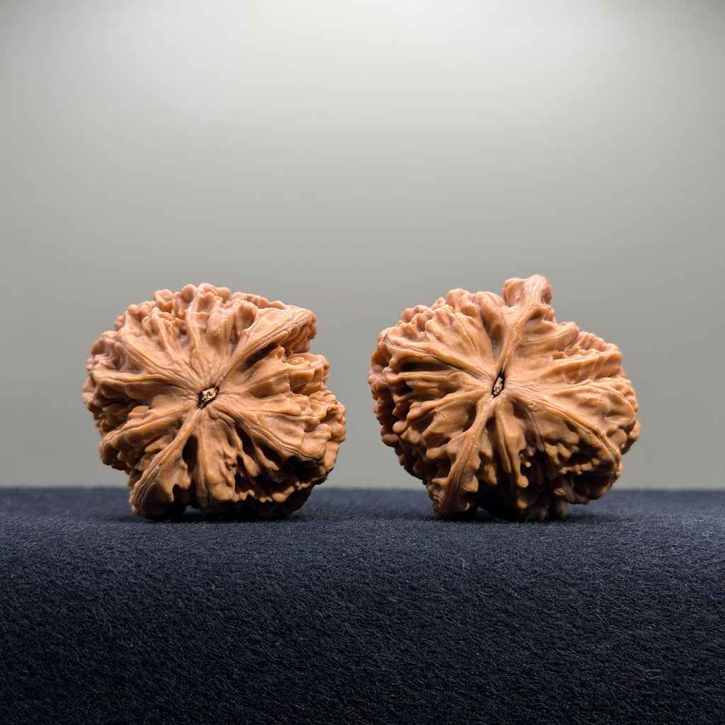 Emperor Wenwan Walnut · 43mm · Natural · Select Ritual