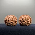 Emperor Wenwan Walnut · 35mm · Natural · Select Ritual