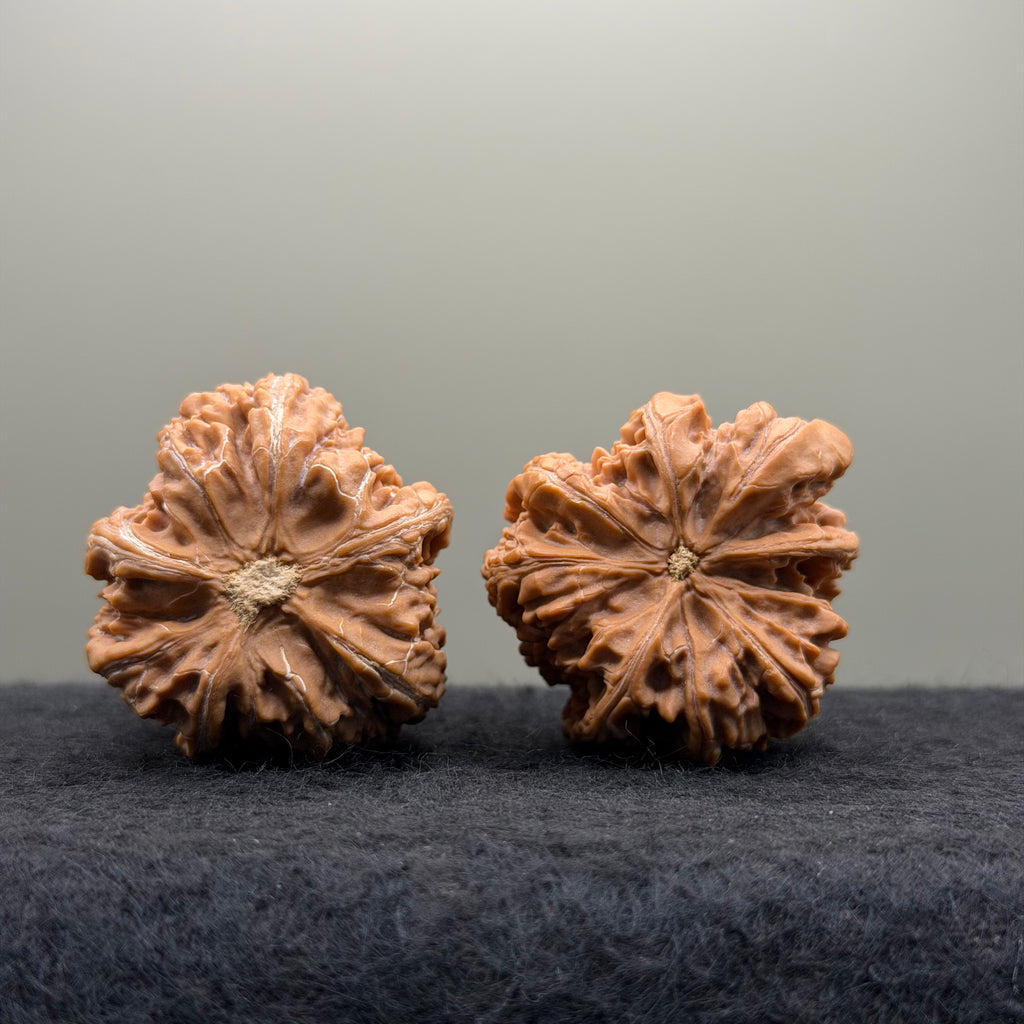 Wenshan "Y" Shape Three-Ridges Wenwan Walnut