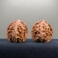 First Love Wenwan Walnut · 37mm · Natural · Entry Ritual