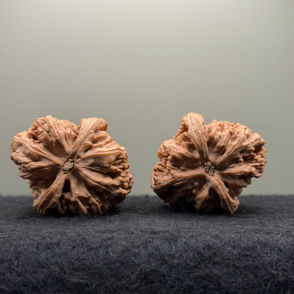 Thick Ribs Lion Head Wenwan Walnut