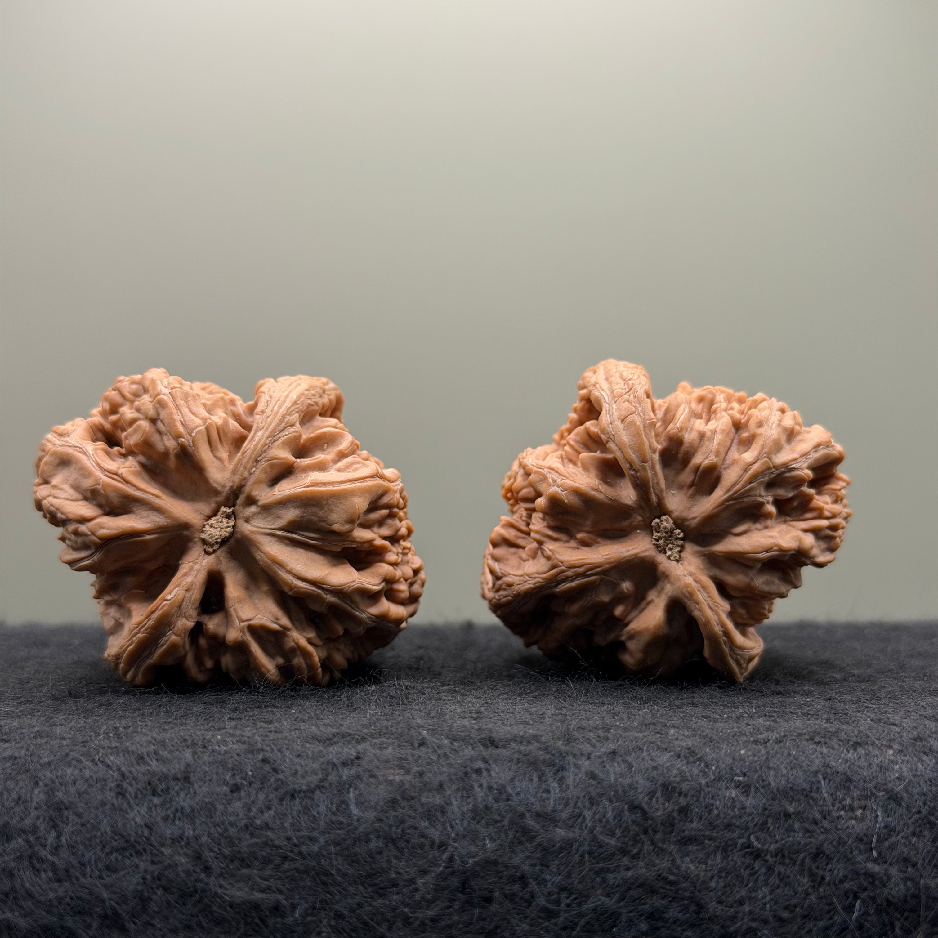 Thick Ribs Lion Head Wenwan Walnut
