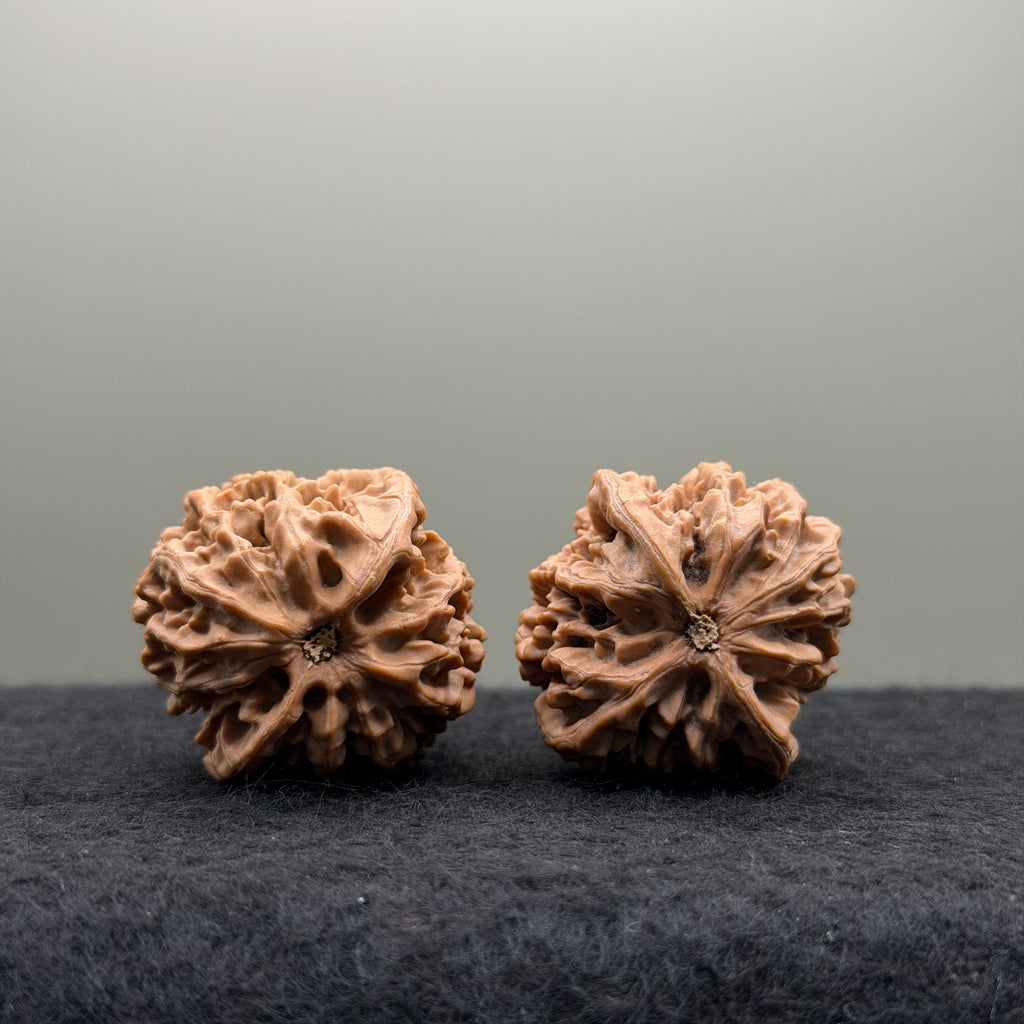 Qinmen (Mini) Lion Head Wenwan Walnut