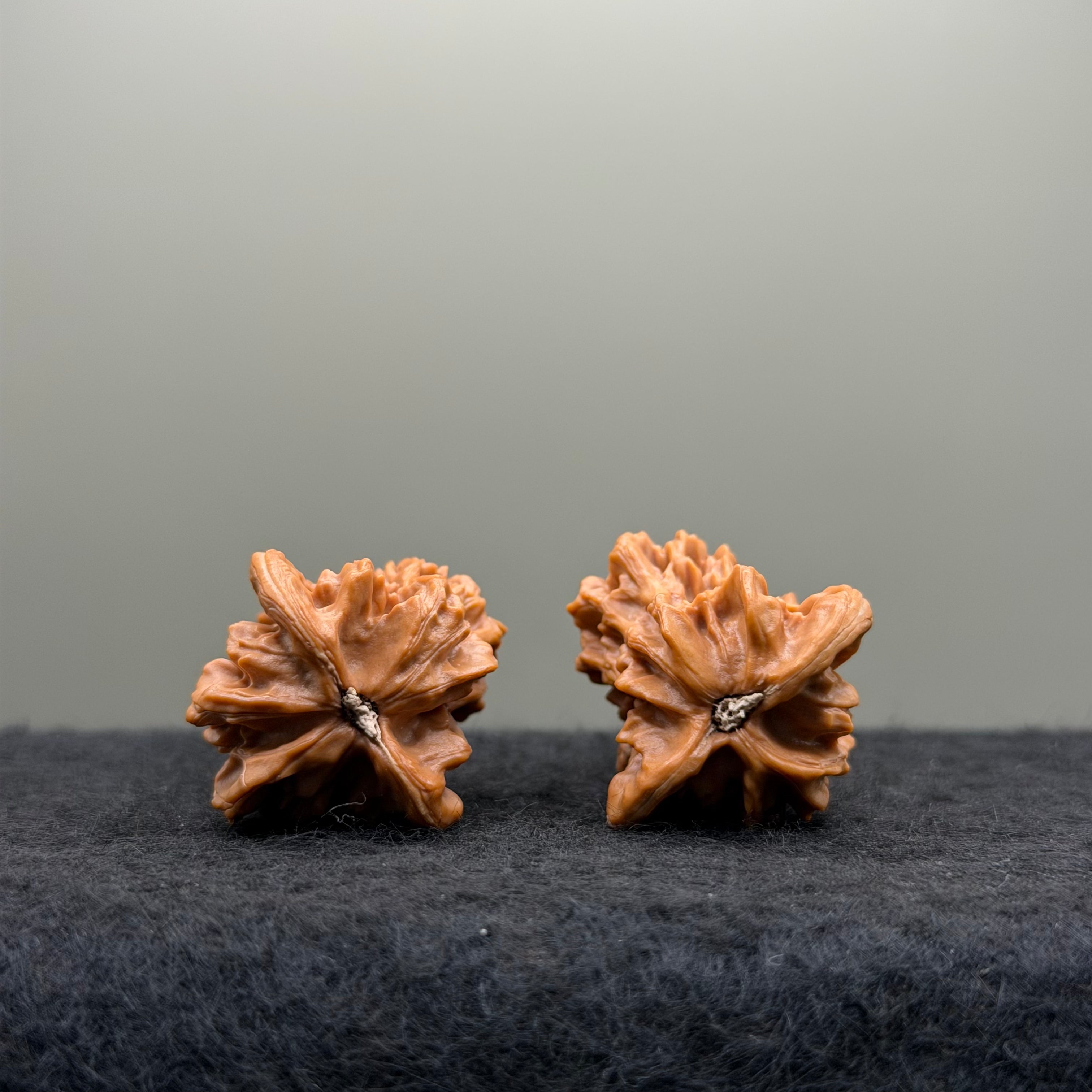 Bird Wenwan Walnut
