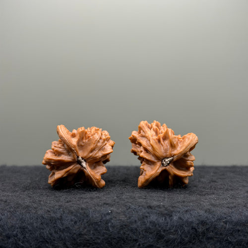 Bird Wenwan Walnut