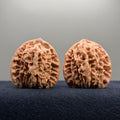 Coiled Dragon Tiger Head Wenwan Walnut · 39mm · Natural · Entry Ritual