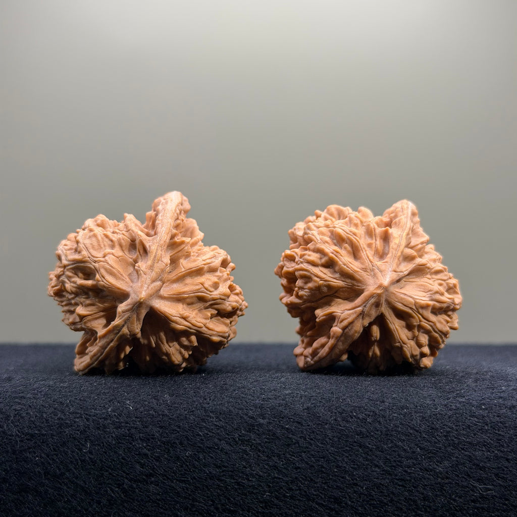 Coiled Dragon Tiger Head Wenwan Walnut · 39mm · Natural · Entry Ritual