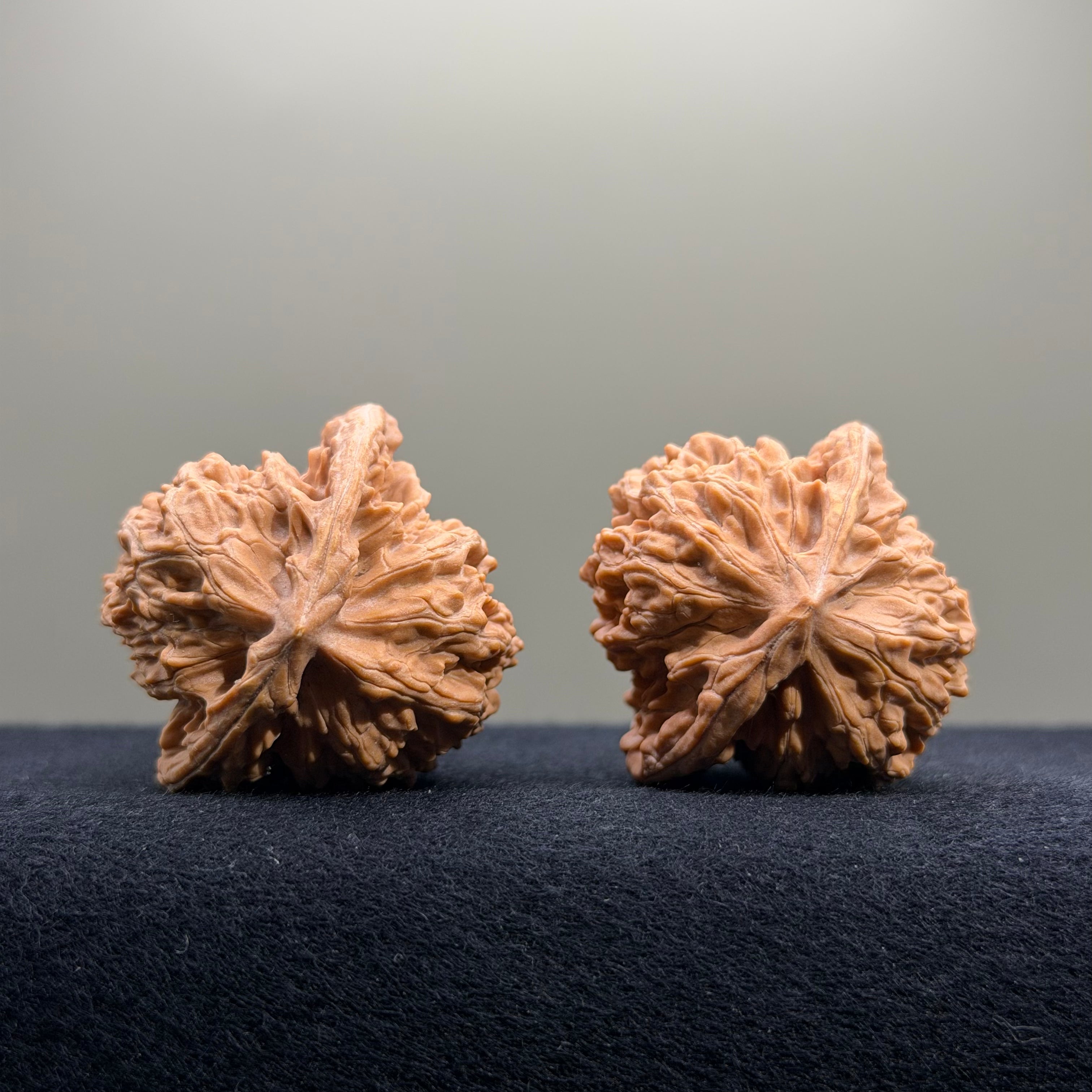 Coiled Dragon Tiger Head Wenwan Walnut · 39mm · Natural · Entry Ritual