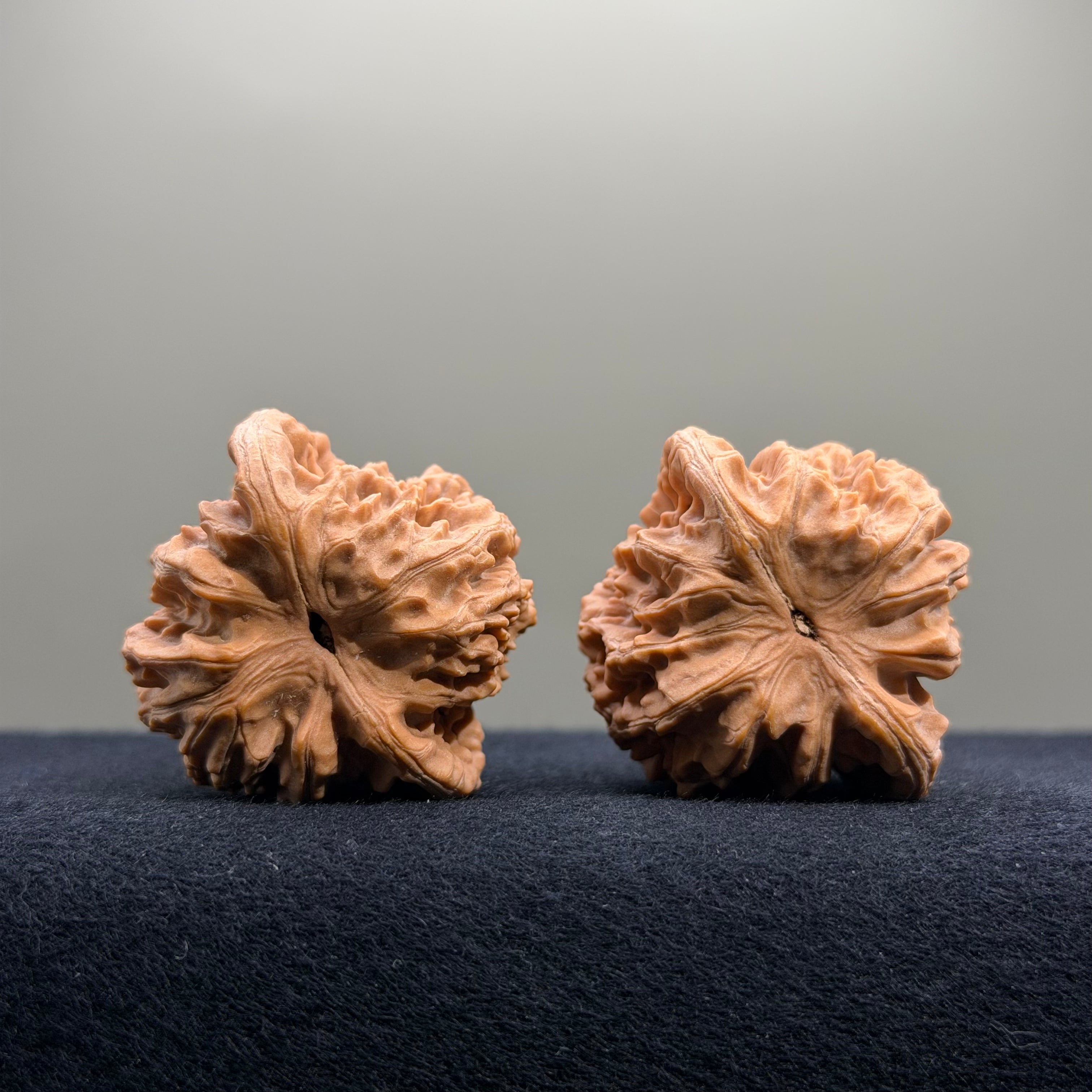 Coiled Dragon Tiger Head Wenwan Walnut · 39mm · Natural · Entry Ritual