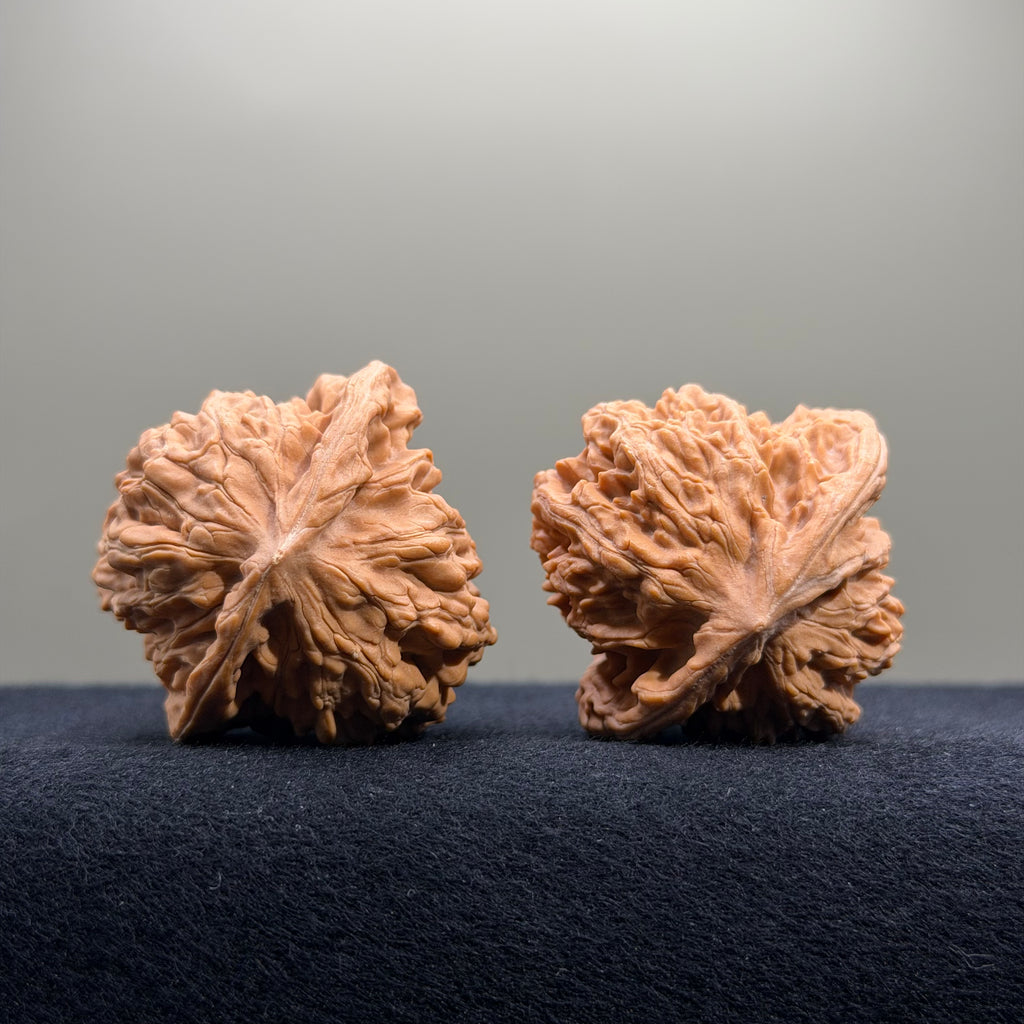 Coiled Dragon Tiger Head Wenwan Walnut · 42mm · Natural · Entry Ritual