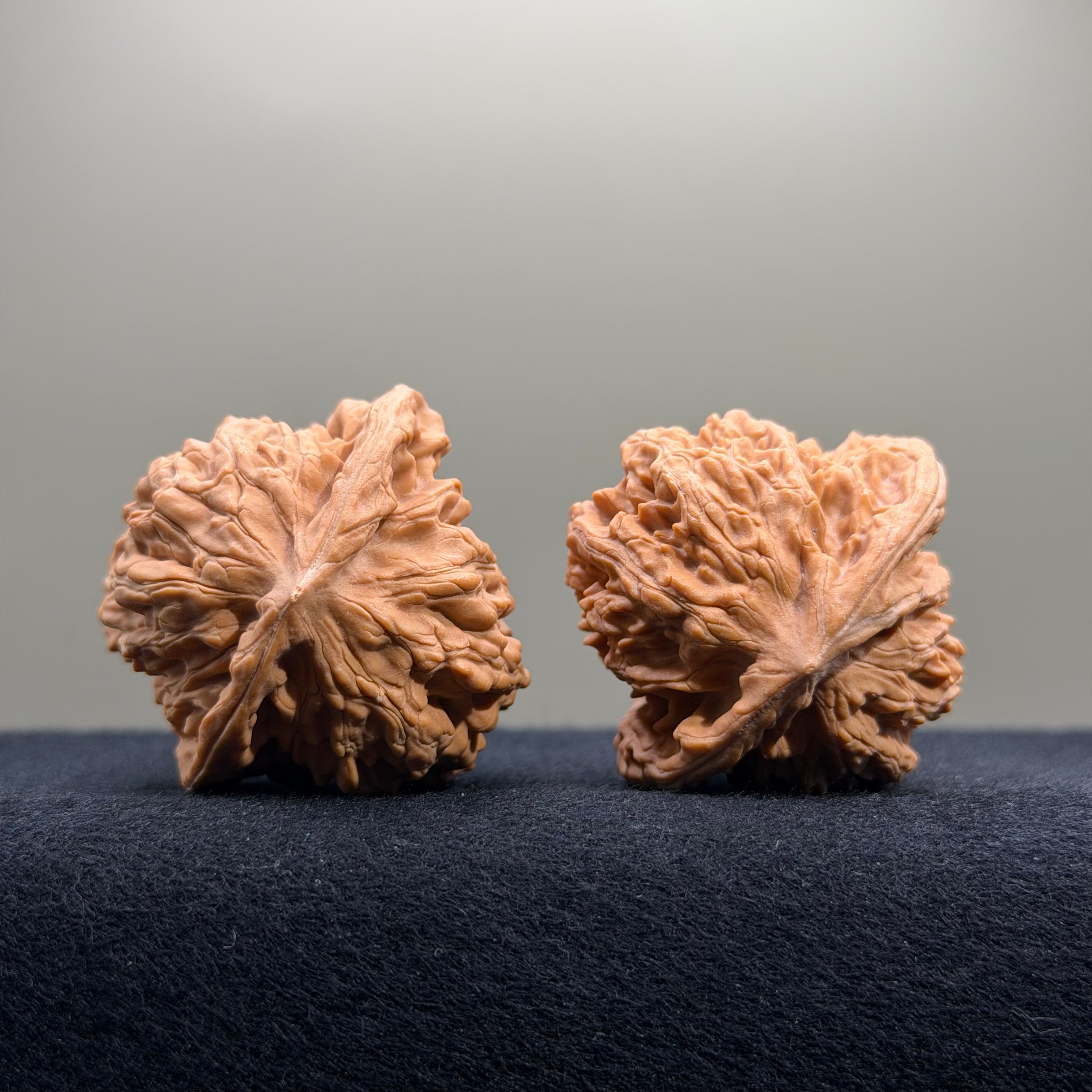 Coiled Dragon Tiger Head Wenwan Walnut · 42mm · Natural · Entry Ritual