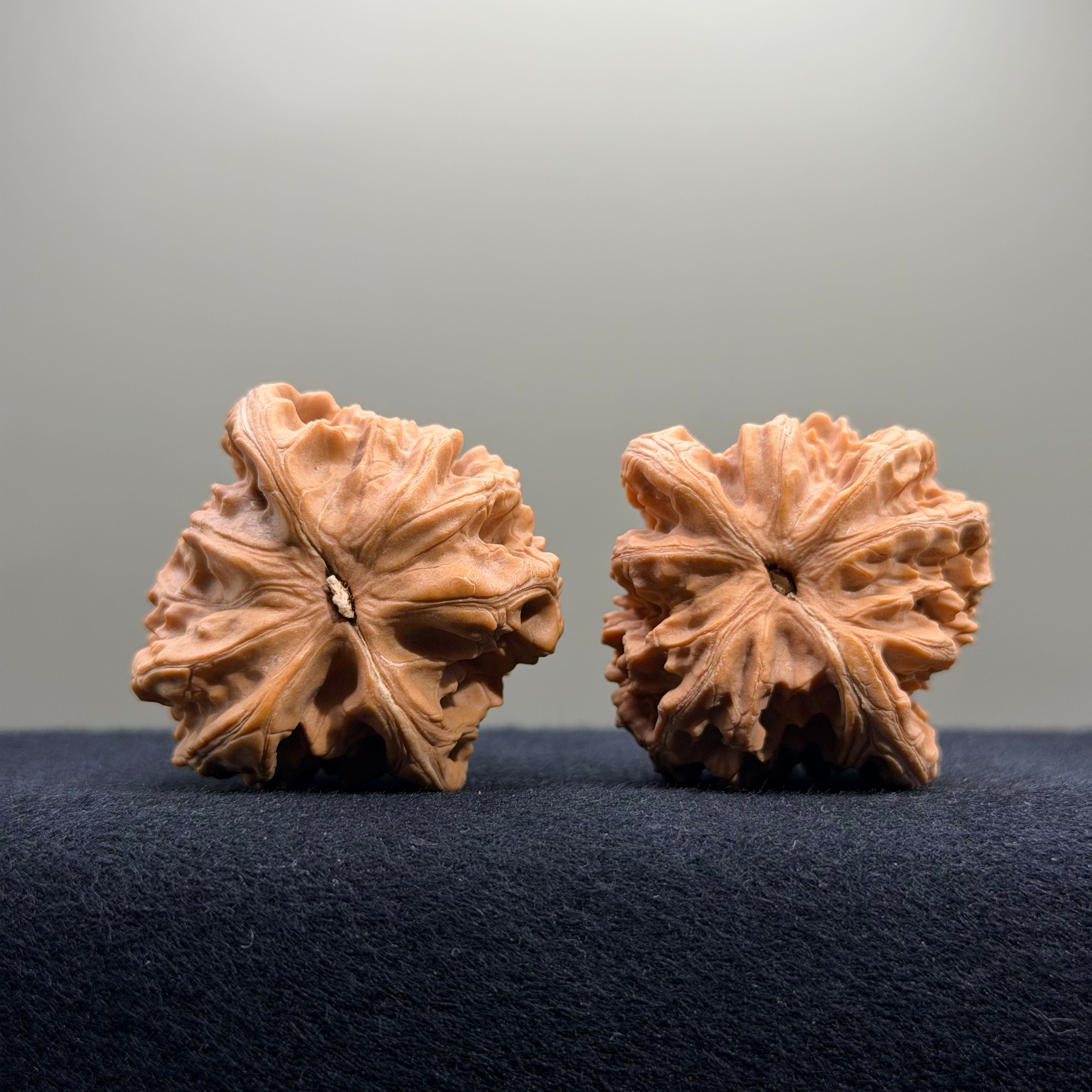 Coiled Dragon Tiger Head Wenwan Walnut · 42mm · Natural · Entry Ritual