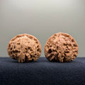 Coiled Dragon Tiger Head Wenwan Walnut · 40mm · Natural · Entry Ritual