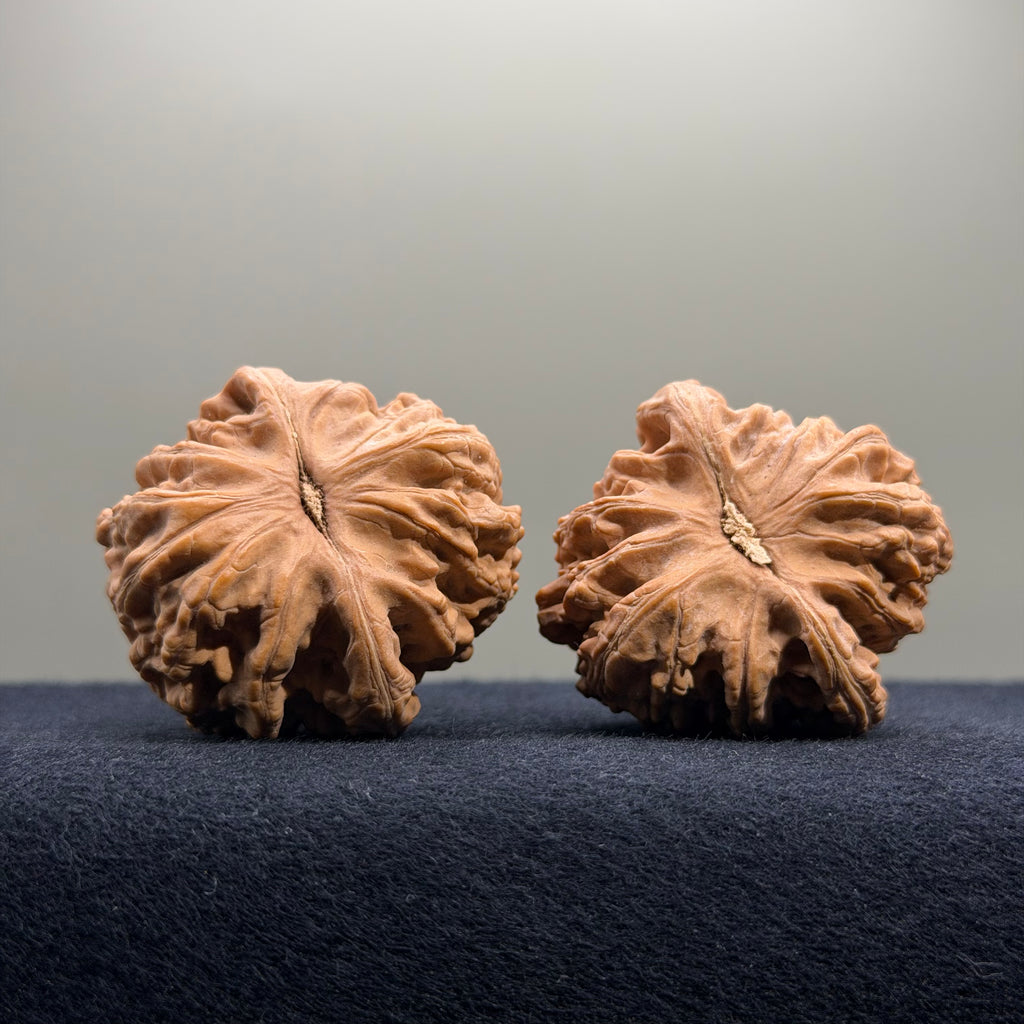 Coiled Dragon Tiger Head Wenwan Walnut · 40mm · Natural · Entry Ritual