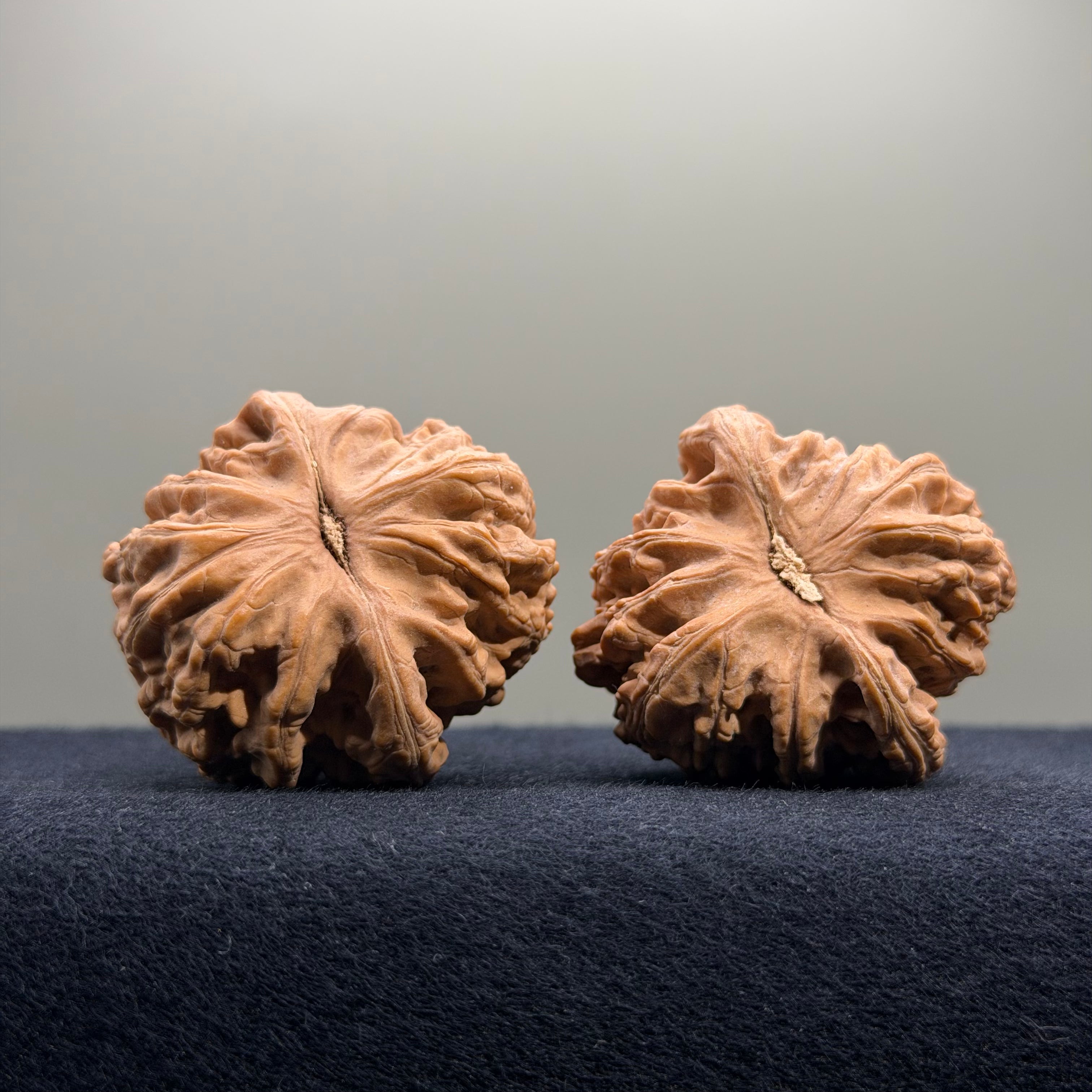 Coiled Dragon Tiger Head Wenwan Walnut · 40mm · Natural · Entry Ritual