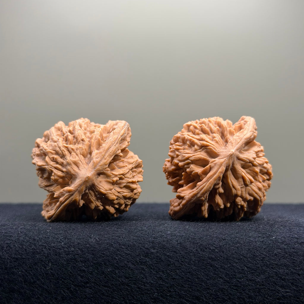 Coiled Dragon Tiger Head Wenwan Walnut · 41mm · Natural · Entry Ritual