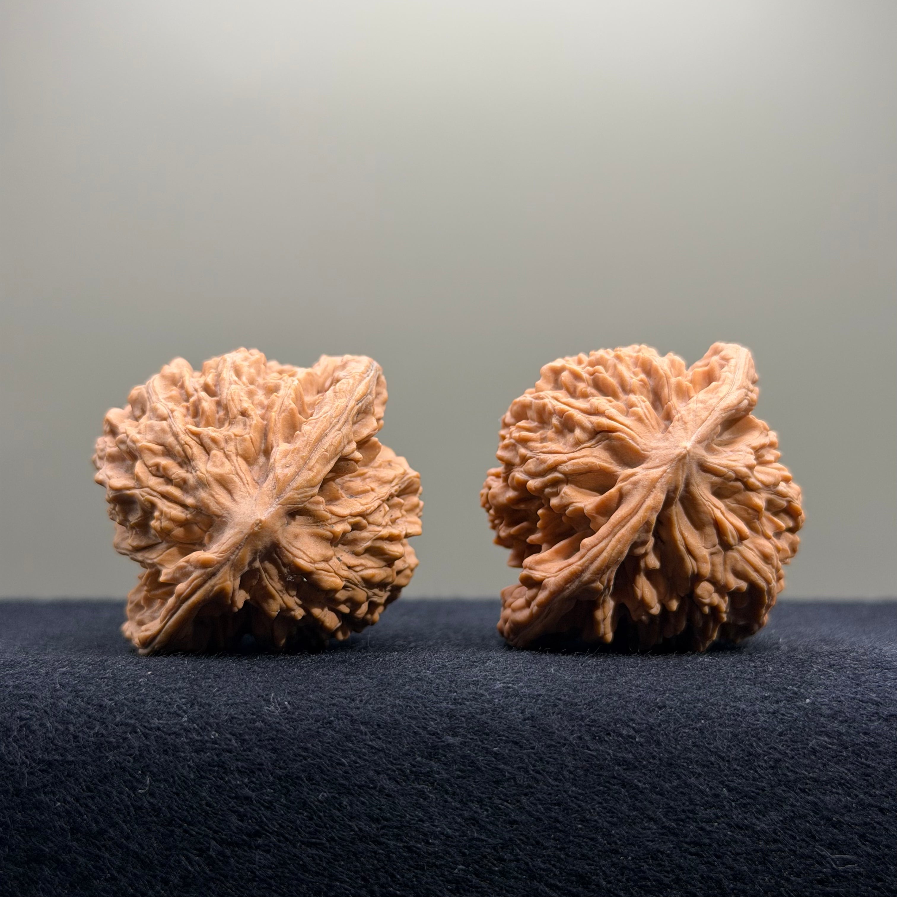 Coiled Dragon Tiger Head Wenwan Walnut · 41mm · Natural · Entry Ritual